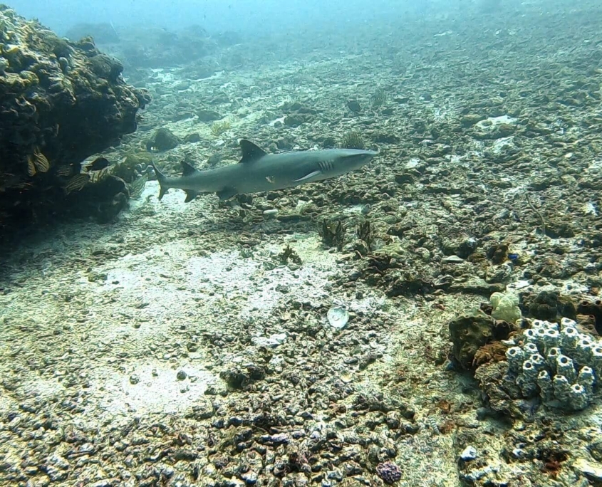 Vida-subacuática-balinesa